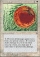 Magic Card Image