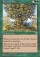 Roots of Life Magic Card Image